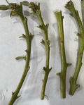Nabal Avocado Scions – 4 Fresh Budwood Sticks for Grafting (Persea americana) | Unrooted Scions