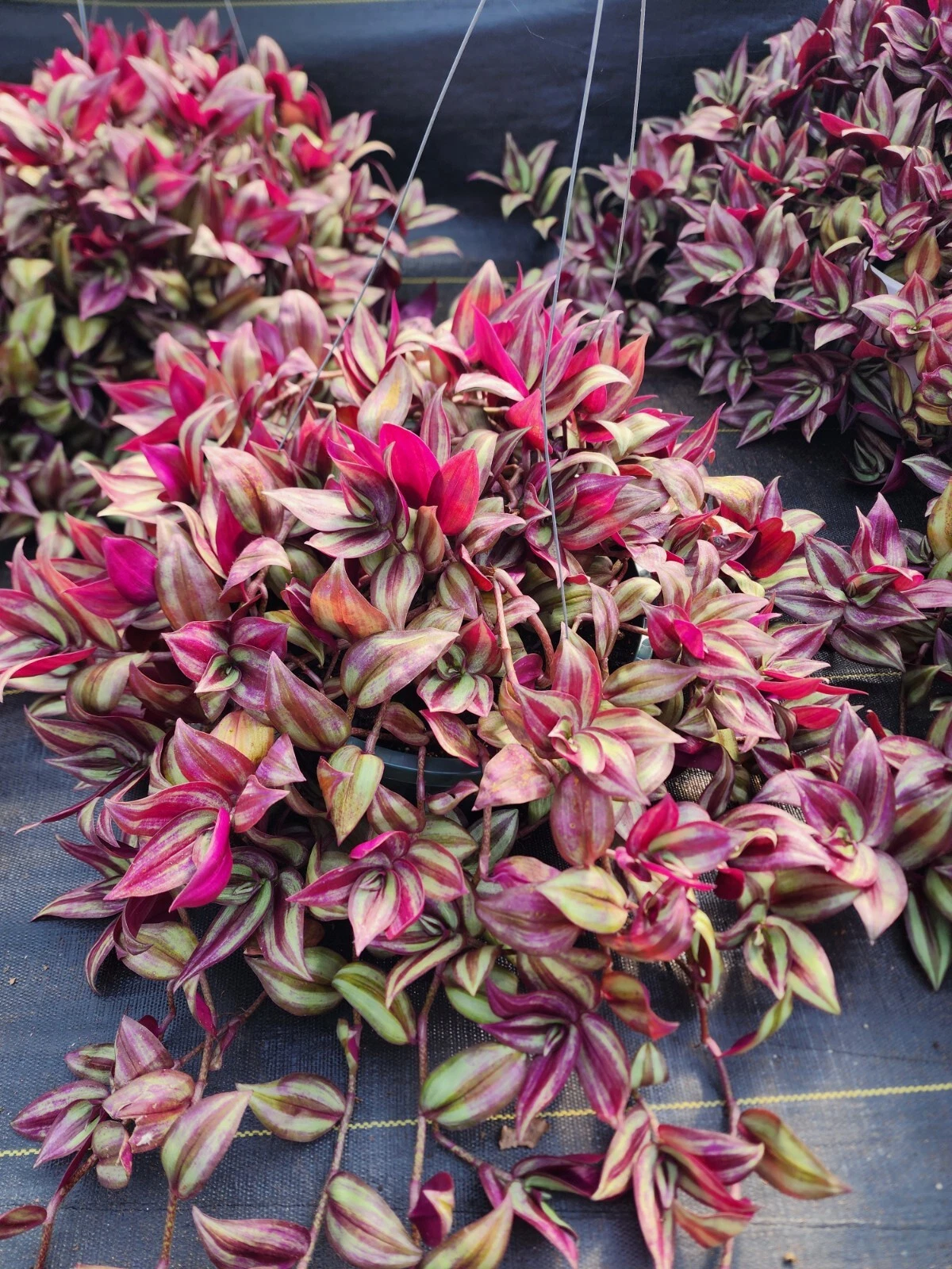 Tradescantia Zebrina Cuttings - 20 Fresh 8–12" Wandering Jew Stems for Propagation