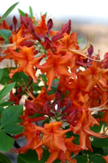 Aromi Red Pepper Azalea Starter Plant - Deciduous Rhododendron, Red Spring Blooms