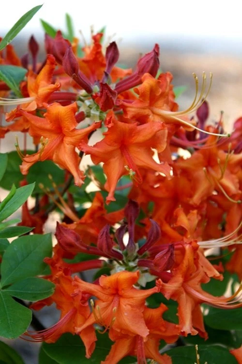 Aromi Red Pepper Azalea Starter Plant - Deciduous Rhododendron, Red Spring Blooms