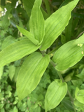 Wandering Jew Lime Tradescantia Green - 7 Fresh Unrooted Cuttings