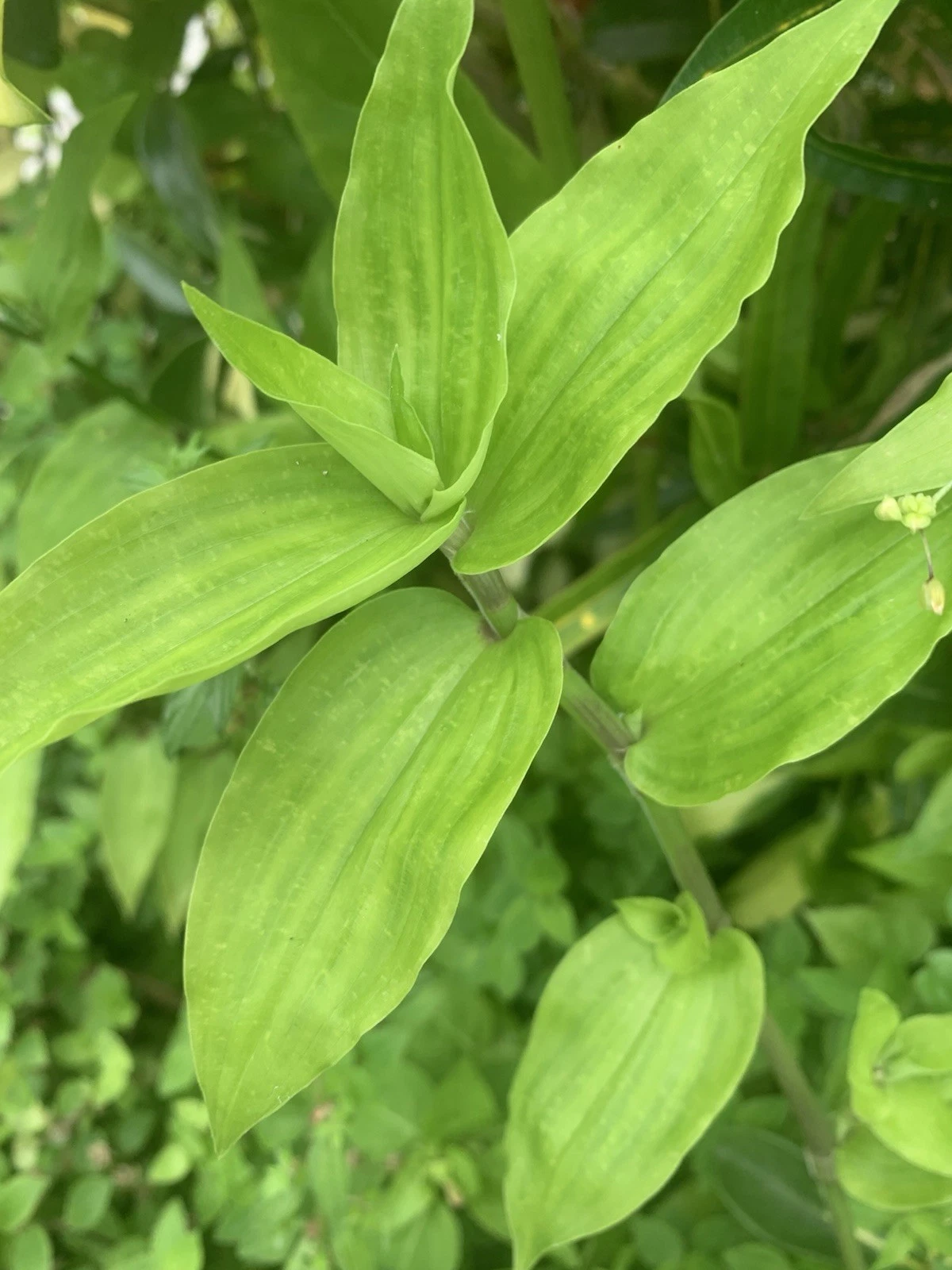 Wandering Jew Lime Tradescantia Green - 7 Fresh Unrooted Cuttings