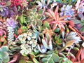 Large Succulent Cuttings Mix - 50 Fresh Cuttings, 25 Varieties, 3–6