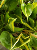 Philodendron Brasil Cutting (Cordatum) - Heart Leaf Philodendron Unrooted Cutting