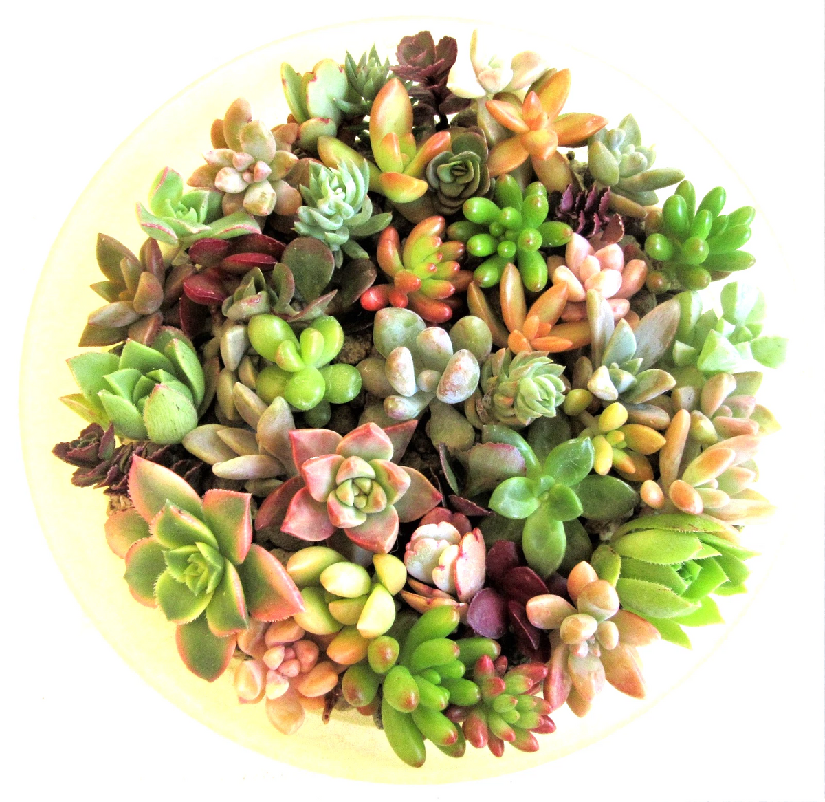Mixed Succulent Rosettes - 30+ Unrooted Cuttings (1–2 in) for DIY Arrangements