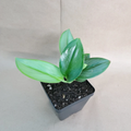 Scindapsus treubii Moonlight (Moonlight) 4" Potted Sterling Silver Plant