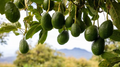 Cleopatra Avocado Scions – 3 Fresh Wax-Dipped Unrooted Cuttings for Grafting (Persea americana)
