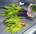 Leyland Cypress Cuttings (20) 6–8" Unrooted - Fast-Growing Evergreen Privacy Hedge