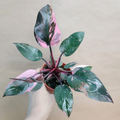 Philodendron Marble Galaxy Pink Princess – Rare Aroid in 4” Pot