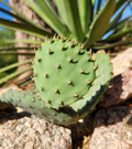 Opuntia macrorhiza Plains Prickly Pear – 1 Fresh Cactus Pad Cutting (Unrooted), Cold-Hardy