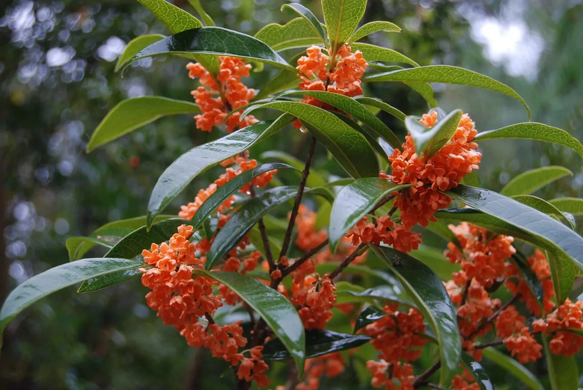 Apricot Echo Osmanthus fragrans (Sweet Olive) Rooted Starter Plant – Fragrant Evergreen Shrub