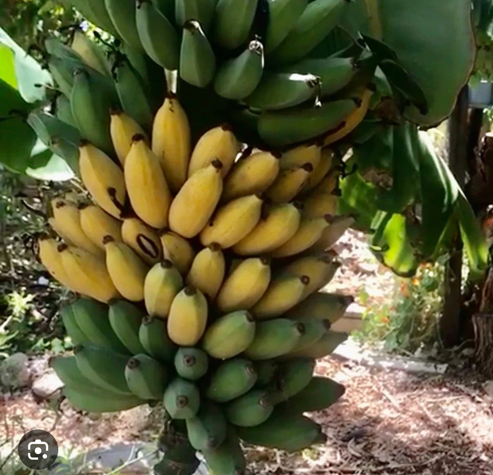 Gold Finger Banana Plant (Musa ‘Goldfinger’) - Live Starter Plant | Tropical Banana Tree