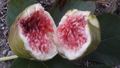 White Adriatic Fig Cuttings 5-Pack | Ficus carica Live Cuttings 8–10"