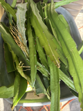 Dragon Fruit Cuttings 8–14 Inches | Unrooted Hylocereus Pitaya Cactus for Rooting