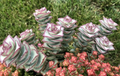 Crassula perforata String of Buttons – 2 Fresh 3–4