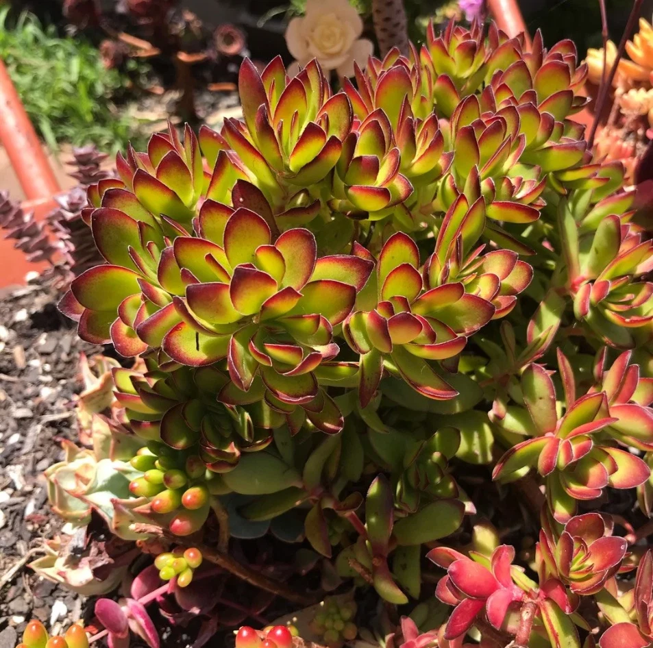 Crassula rubricaulis 'Butterfly Bush' — Live Succulent in 2" Pot, Red-Edged Leaves