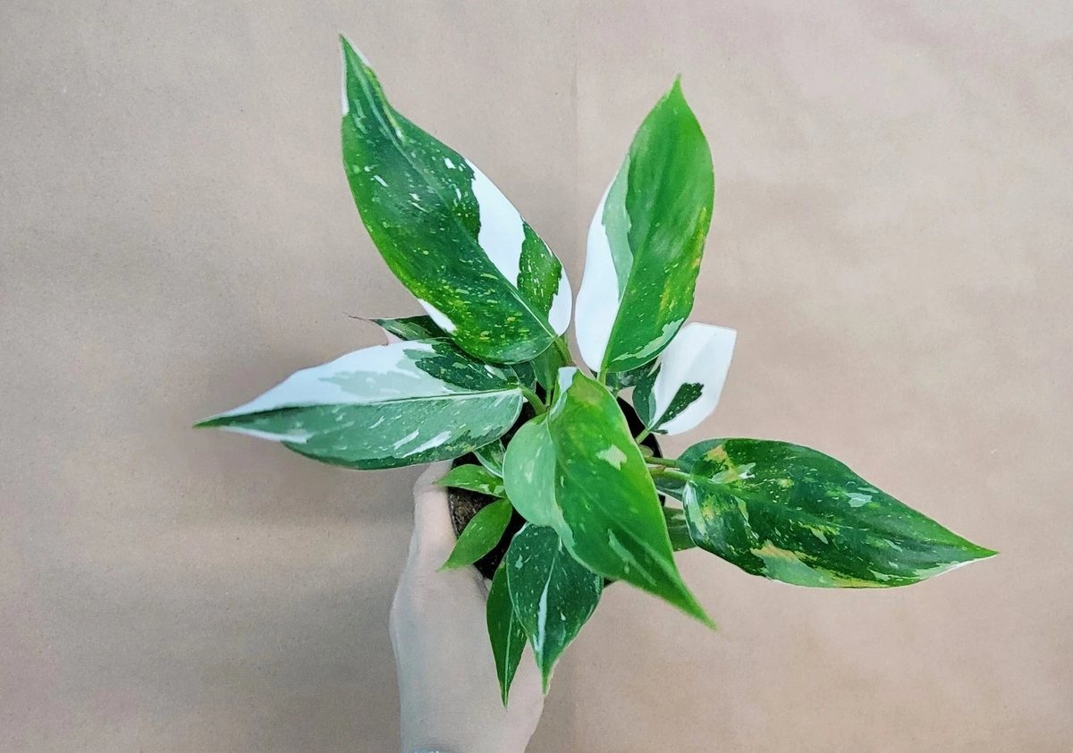 Philodendron White Princess - Live 4" Pot Variegated Aroid