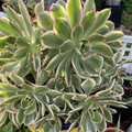 Aeonium Sunburst Cuttings (2 x 4–6 in) Variegated Succulent – Easy Rooting
