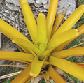 Aechmea blanchetiana ‘Lemon’ Bromeliad Pup – Lemon Blanchetiana, Full-Sun Yellow Bromeliad