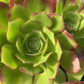 Aeonium Green Red – 2 Live 3–5