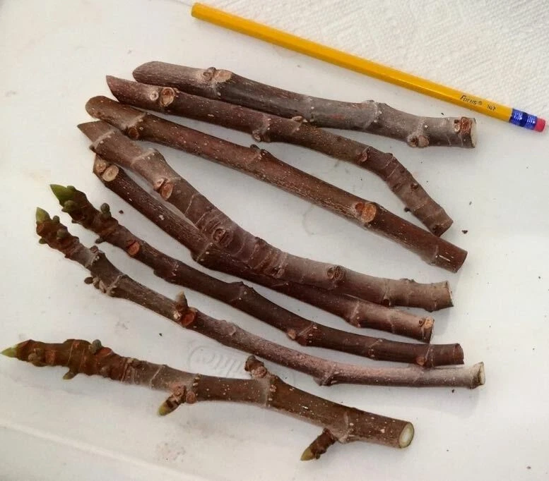 Texas Everbearing Fig Cuttings (3 x 6–8 in) | Ficus carica Rooting or Grafting in Zones 6–11
