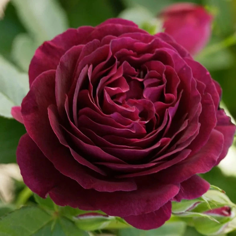 Twilight Zone Rose Cuttings – 3 Unrooted Stems, Deep Purple Bloom
