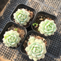 Echeveria derenbergii Succulent – Live Plant in 2" Pot, Compact Rosette