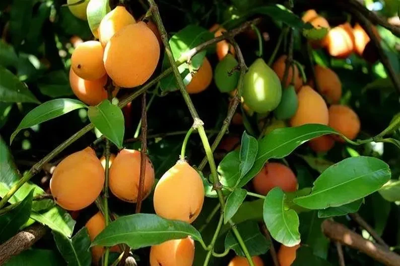 Achacha Garcinia humilis Unrooted Cutting – Tropical Fruit Tree Propagation