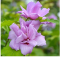French Cabaret Blush Rose of Sharon Starter Plants - Hibiscus syriacus (2 Cuttings) Pink Double Blooms