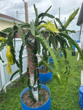 Florida Physical Graffiti Dragon Fruit Cutting (12") - Hylocereus/Selenicereus Hybrid