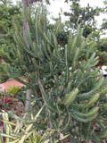 Dragon Bones Cactus Cutting - Euphorbia lactea 'Milk Stripe' Variegated Unrooted Cutting