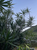 Dracaena Marginata Cuttings – 25 Unrooted 6–10