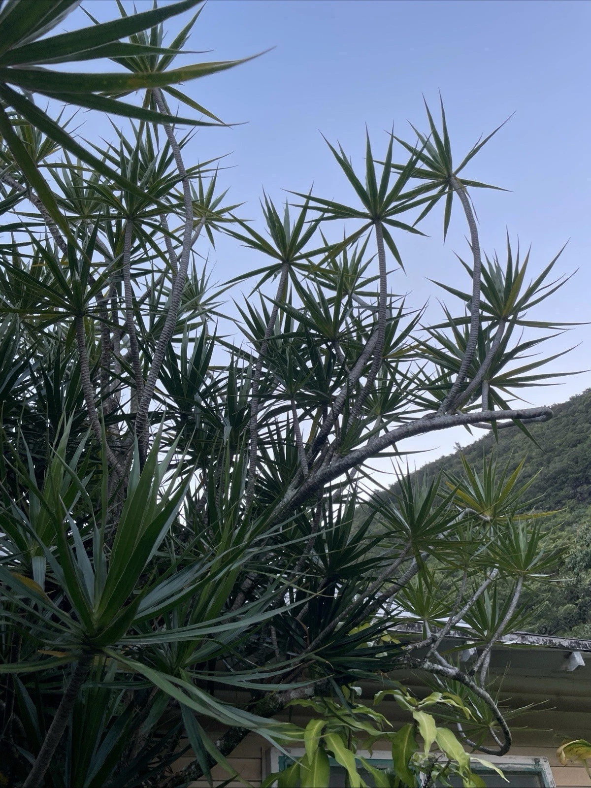 Dracaena Marginata Cuttings – 25 Unrooted 6–10