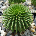 Euphorbia susannae – Live Succulent in 4" Pot | Rare Compact Euphorbia Plant