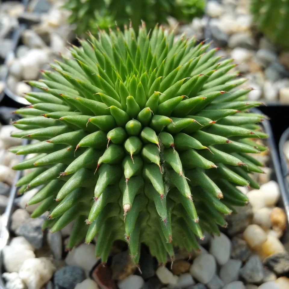 Euphorbia susannae – Live Succulent in 4" Pot | Rare Compact Euphorbia Plant