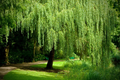 Weeping Willow Cuttings (White Willow) - 12 Unrooted Salix Hardwood Cuttings for Fast-Growing Shade Tree