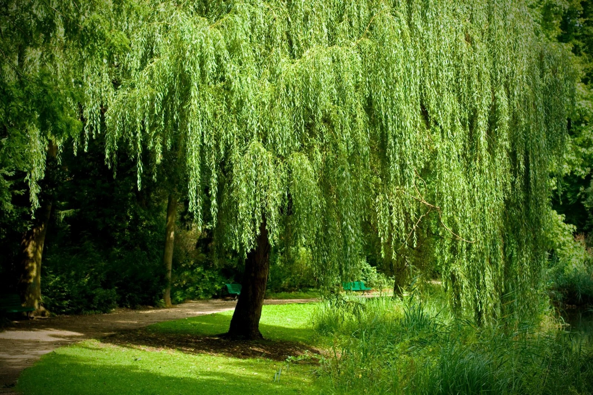 Weeping Willow Cuttings (White Willow) - 12 Unrooted Salix Hardwood Cuttings for Fast-Growing Shade Tree