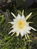 Mature LISA Dragon Fruit Cuttings (Hylocereus sp.) – Unrooted Mature Stems for Fast Rooting