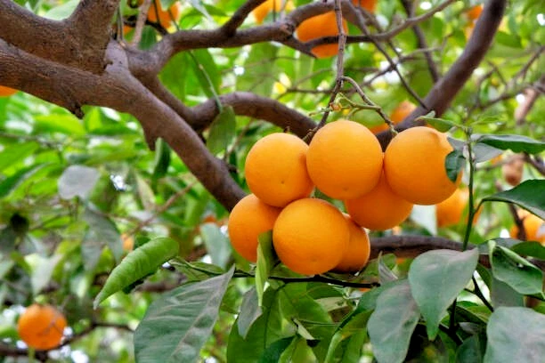 Navel Orange Scion Cuttings (Citrus sinensis) - 5 x 6–8 in California Grafting Wood