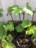 Green Seedless Grape Vine Cutting in Pot – 12" Live Starter for Trellis & Garden