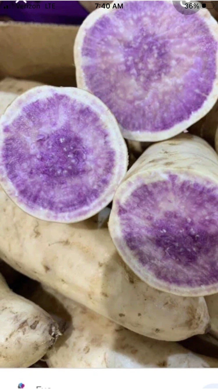 Okinawa Purple Sweet Potato Slips – 15 Organic Unrooted Cuttings (Ipomoea batatas) for Planting