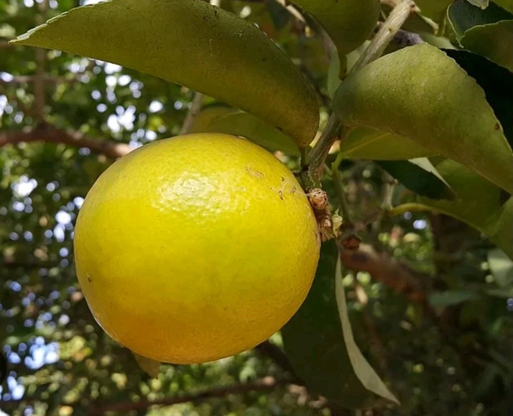 Palestine Sweet Lemon Cutting – 6-8" Unrooted Citrus Cutting for Rooting or Grafting