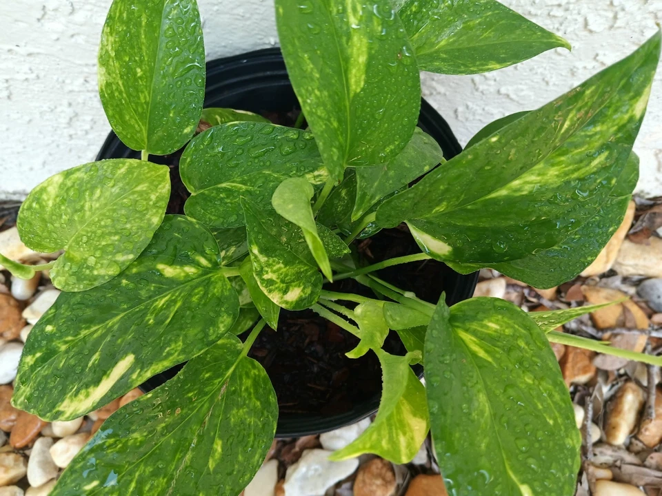 Golden Pothos Live Rooted Plant Epipremnum aureum Starter Vine - Indoor/Outdoor