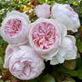 Earth Angel Rose Cuttings – 3 Unrooted Floribunda 6" Stems, Fragrant Pink, Propagation