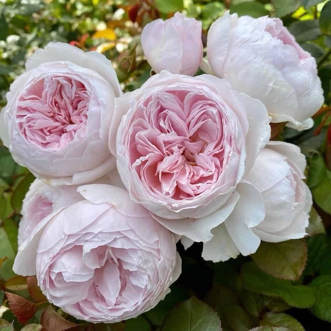 Earth Angel Rose Cuttings – 3 Unrooted Floribunda 6" Stems, Fragrant Pink, Propagation