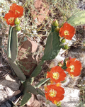 Opuntia Orange Julius Spineless Cactus Pad - Large Live Pad, Orange Flowers, Unrooted Propagation