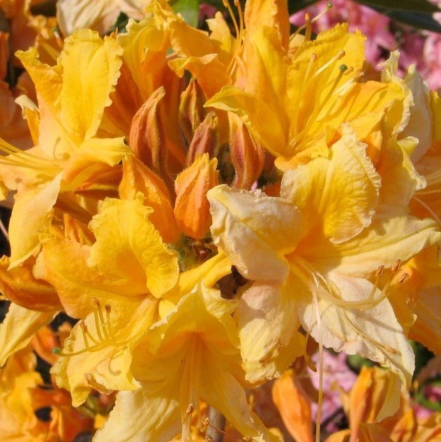 Golden Lights Azalea (Rhododendron hybrid) - Well-Rooted Starter Plant
