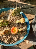 Opuntia macrorhiza × polyacantha Live Cactus Plant | Cold-Hardy Prickly Pear Hybrid