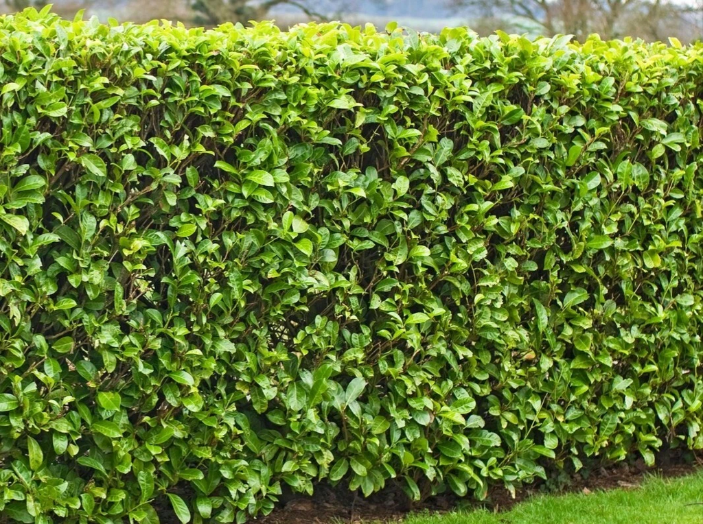 Cherry Laurel Cuttings (Prunus laurocerasus) 20 Fresh 6–8"+ Unrooted Stem Cuttings for Hedging