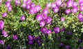Creeping Ice Plant Cuttings (12) 5–7" Unrooted Cuttings – Purple/Pink Groundcover Succulent